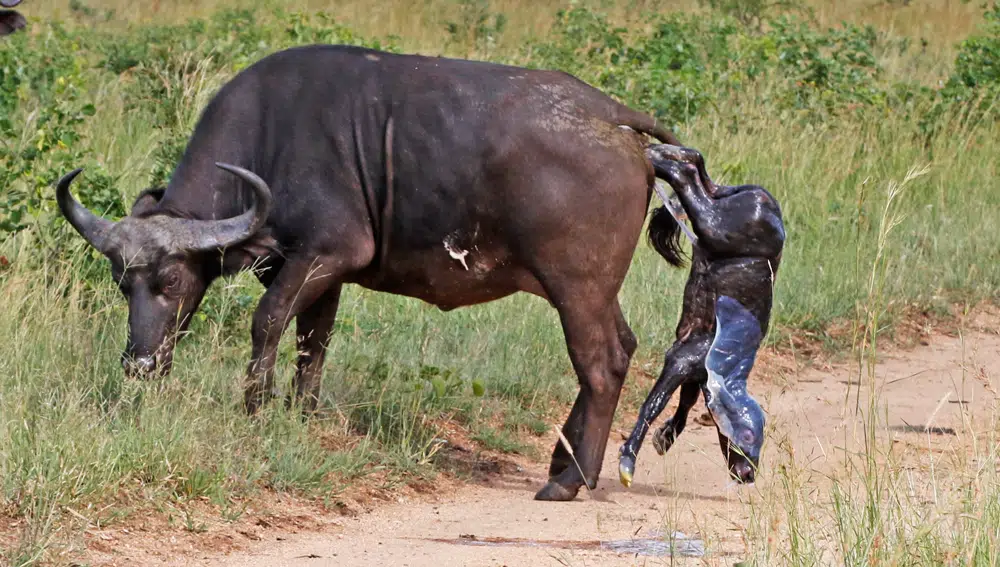 8 - The Buffalo Calf