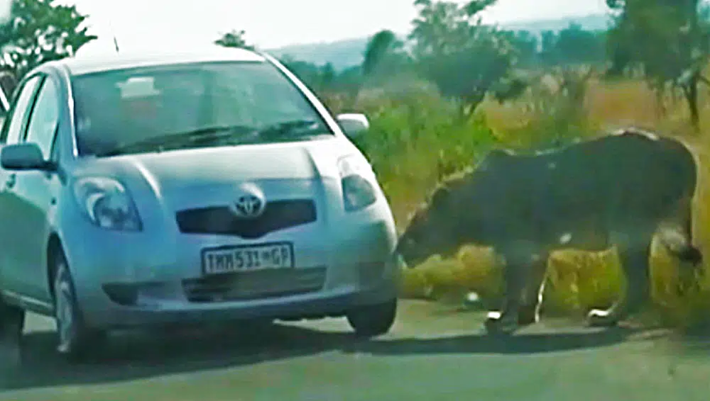 Lion Bites Tyre Causing it to Explode