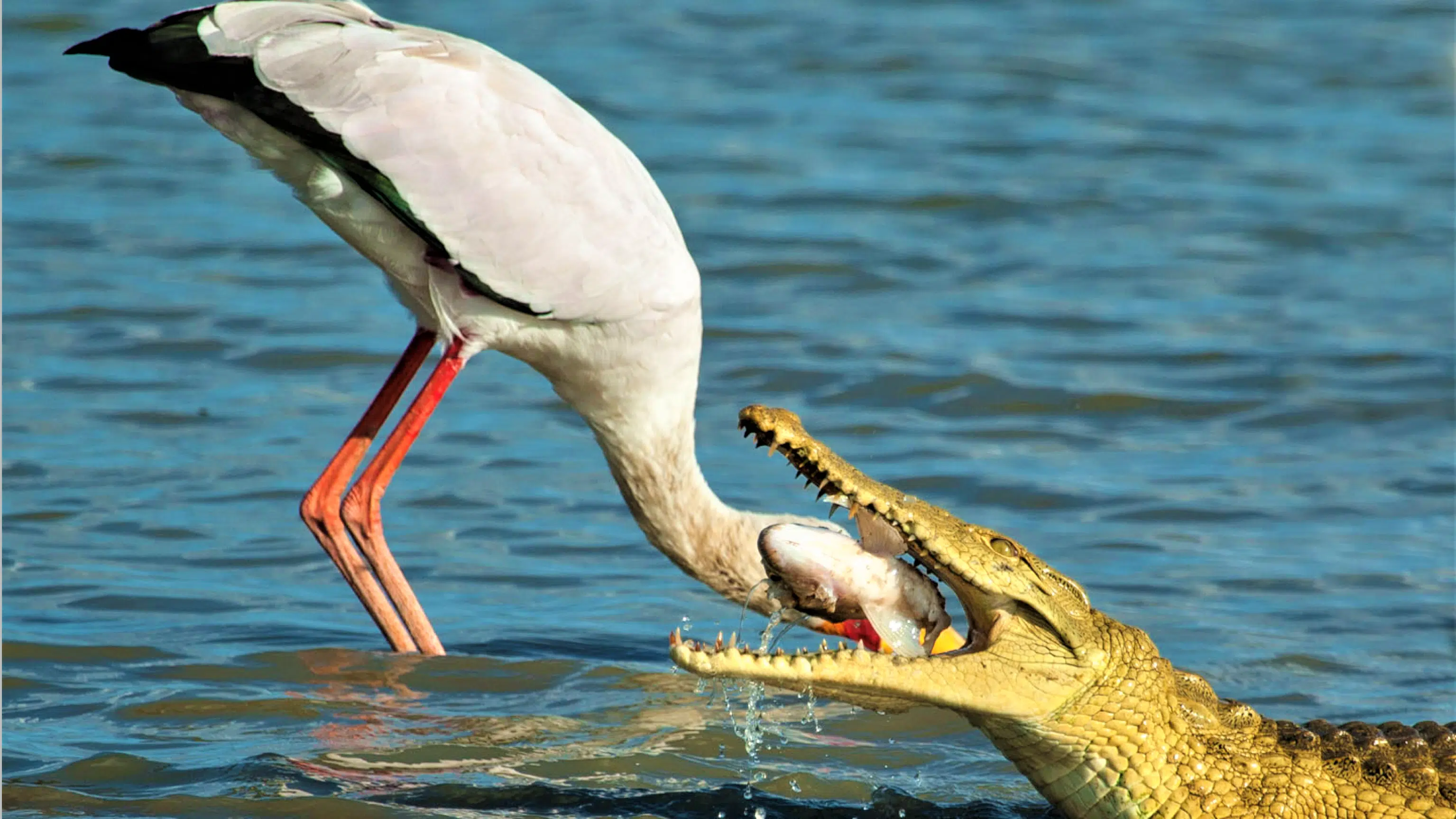 Stork Sticks its Head in the Mouth of a Crocodile to get Meal Back