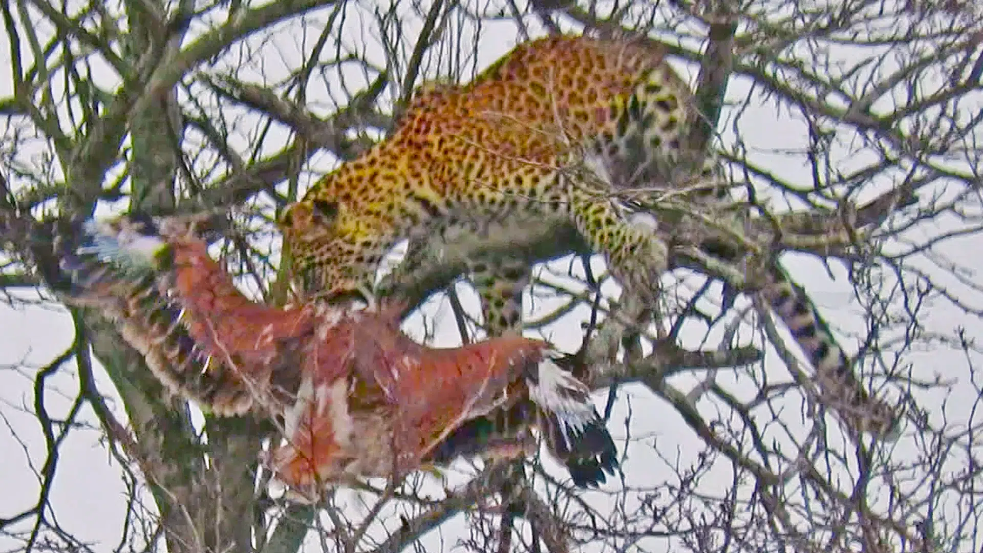 Leopard Risks it All at Extreme Height to Raid Eagle’s Nest
