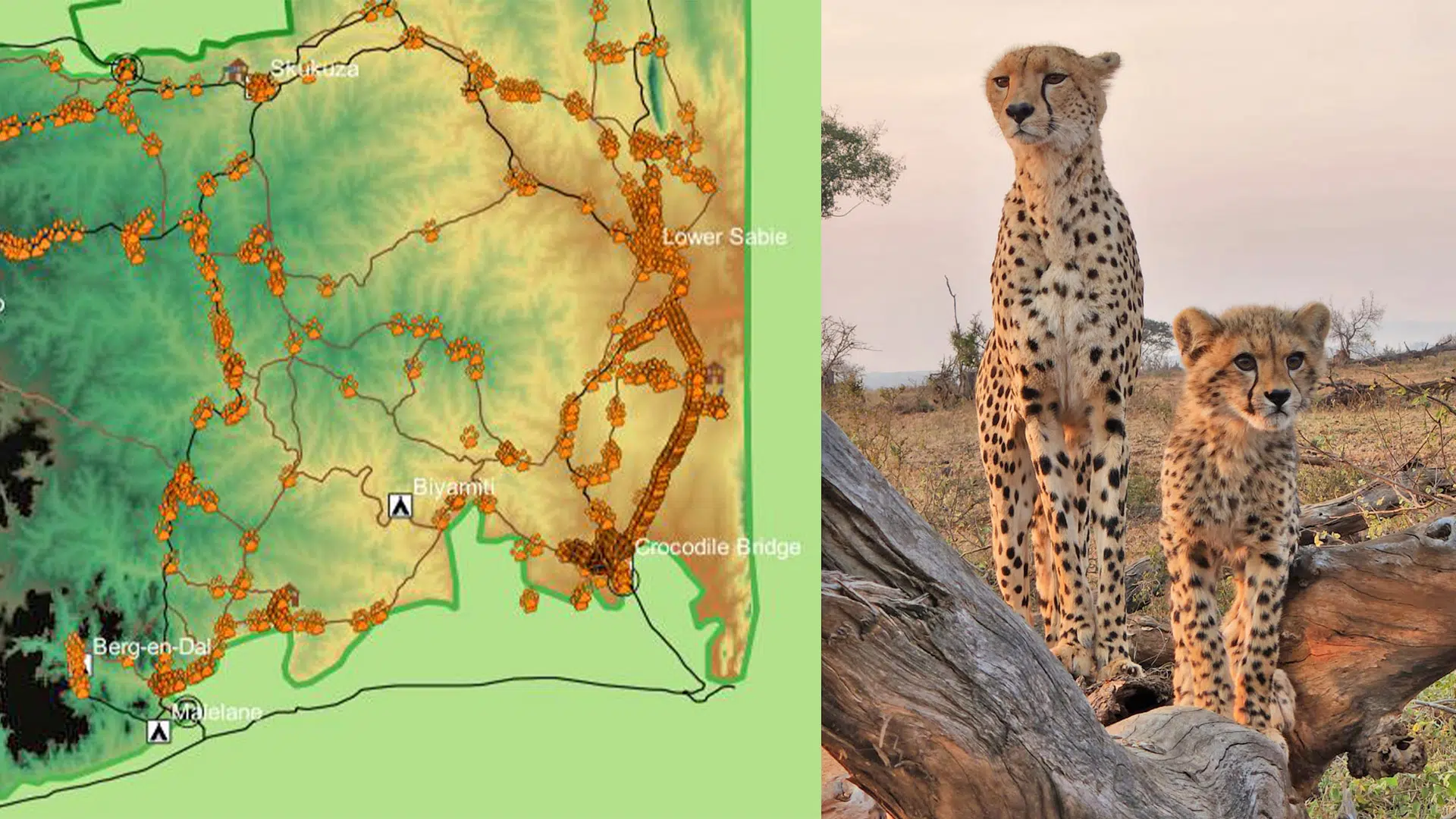 Where to Spot Cheetahs – The World’s Fastest Animal