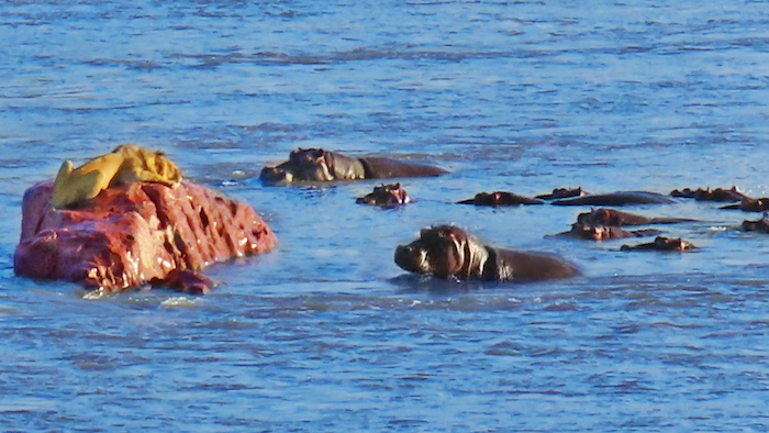 Hippos Attack Lion That’s Stranded on a Rock in a River