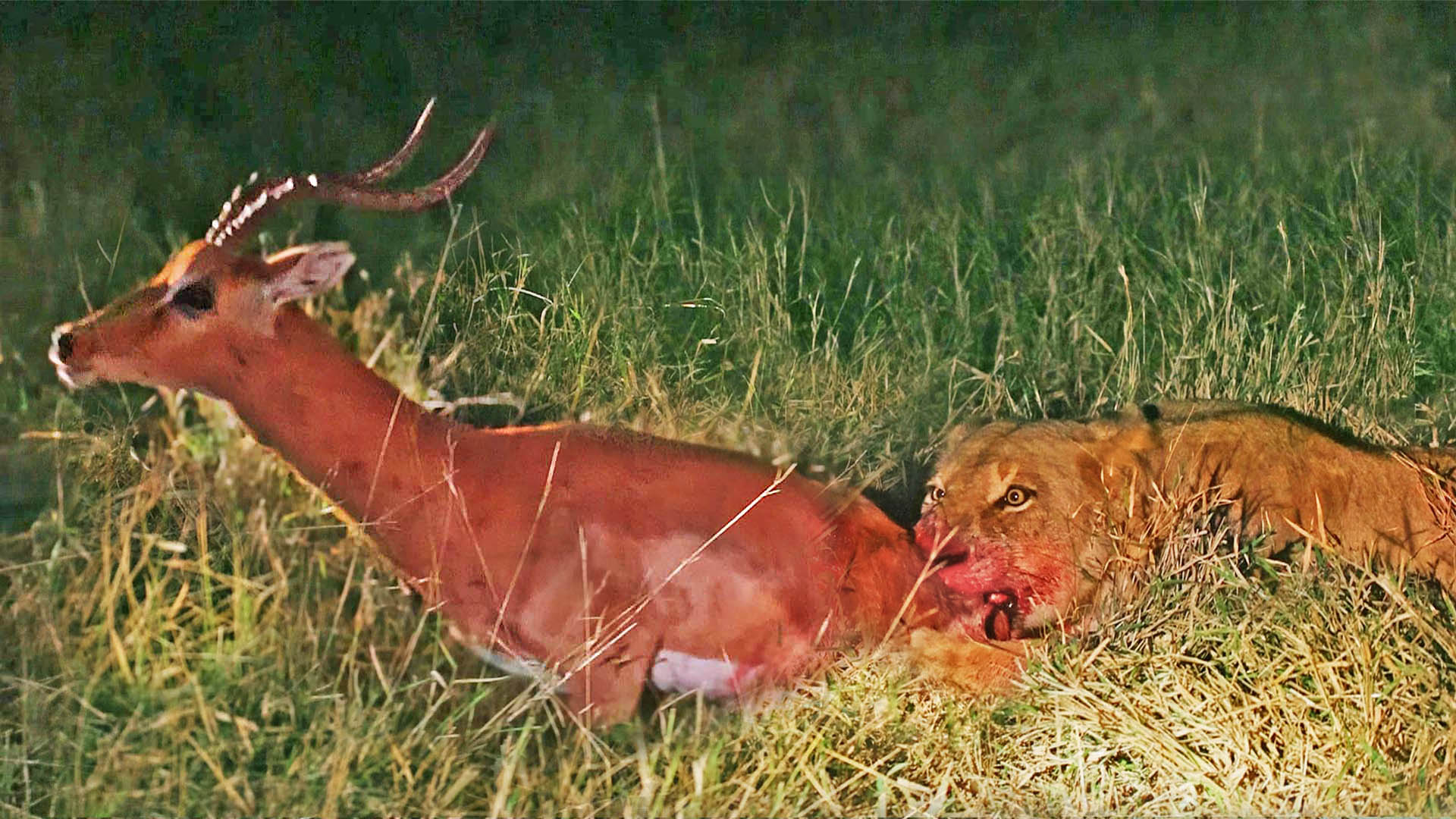 Impala Tries to Escape Lioness While She Eats It