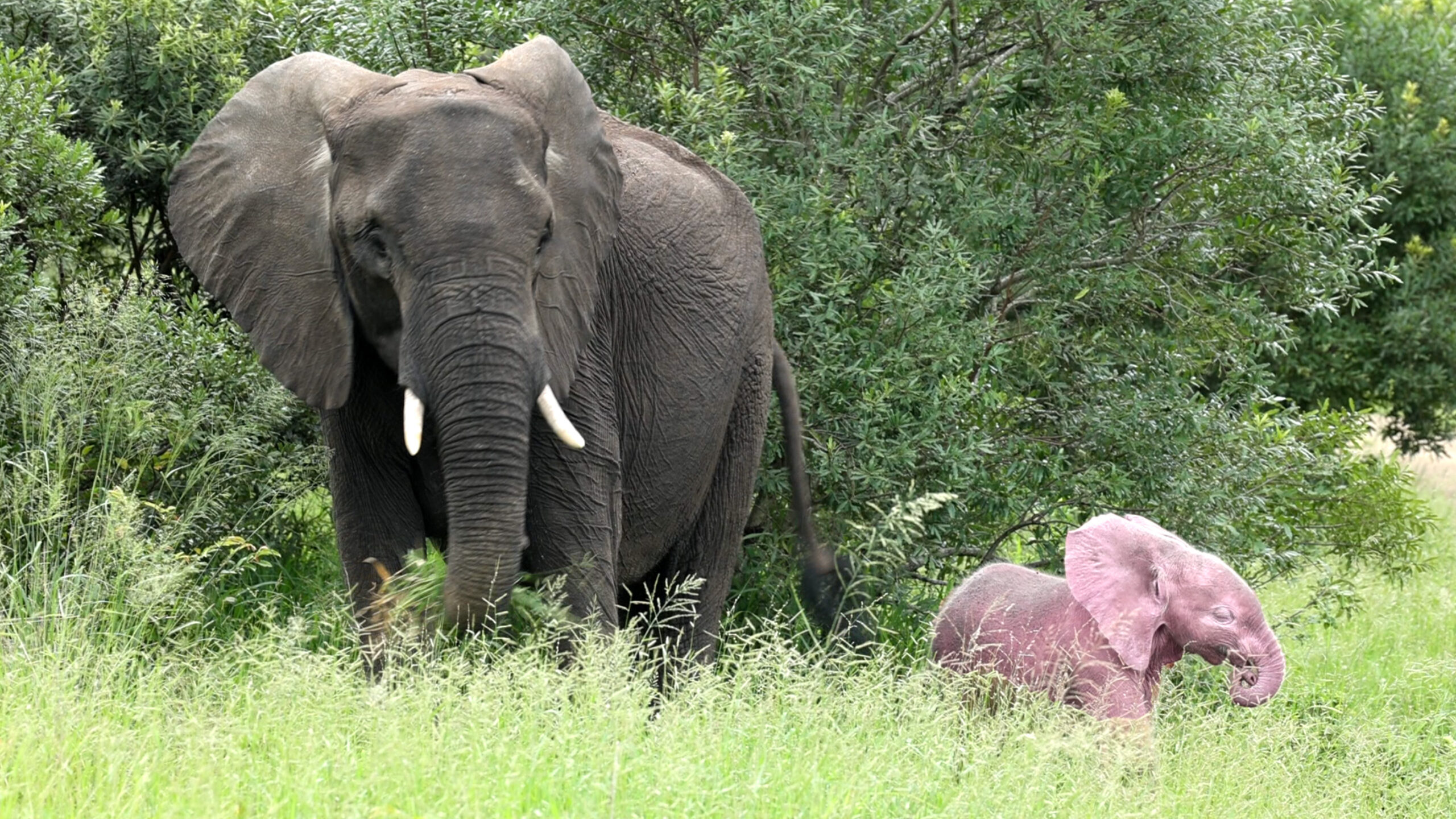 Meet the Pink Elephant