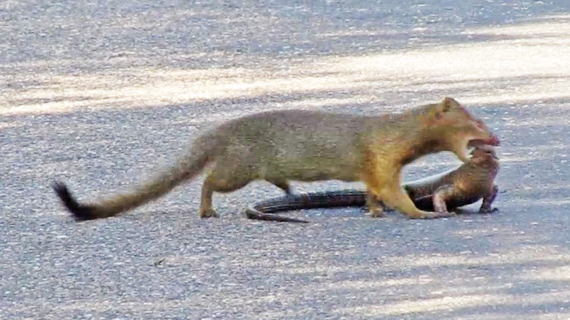 Mongoose Rips out Lizard’s Eyes