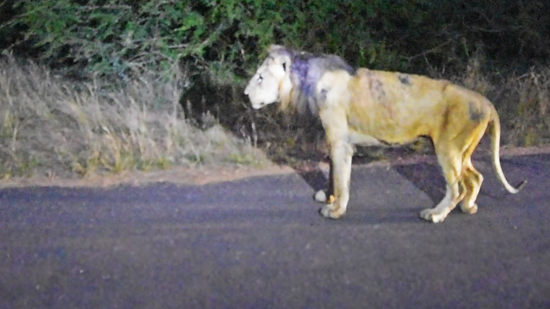 Heartbreaking Moments for the Oldest Lion in Kruger