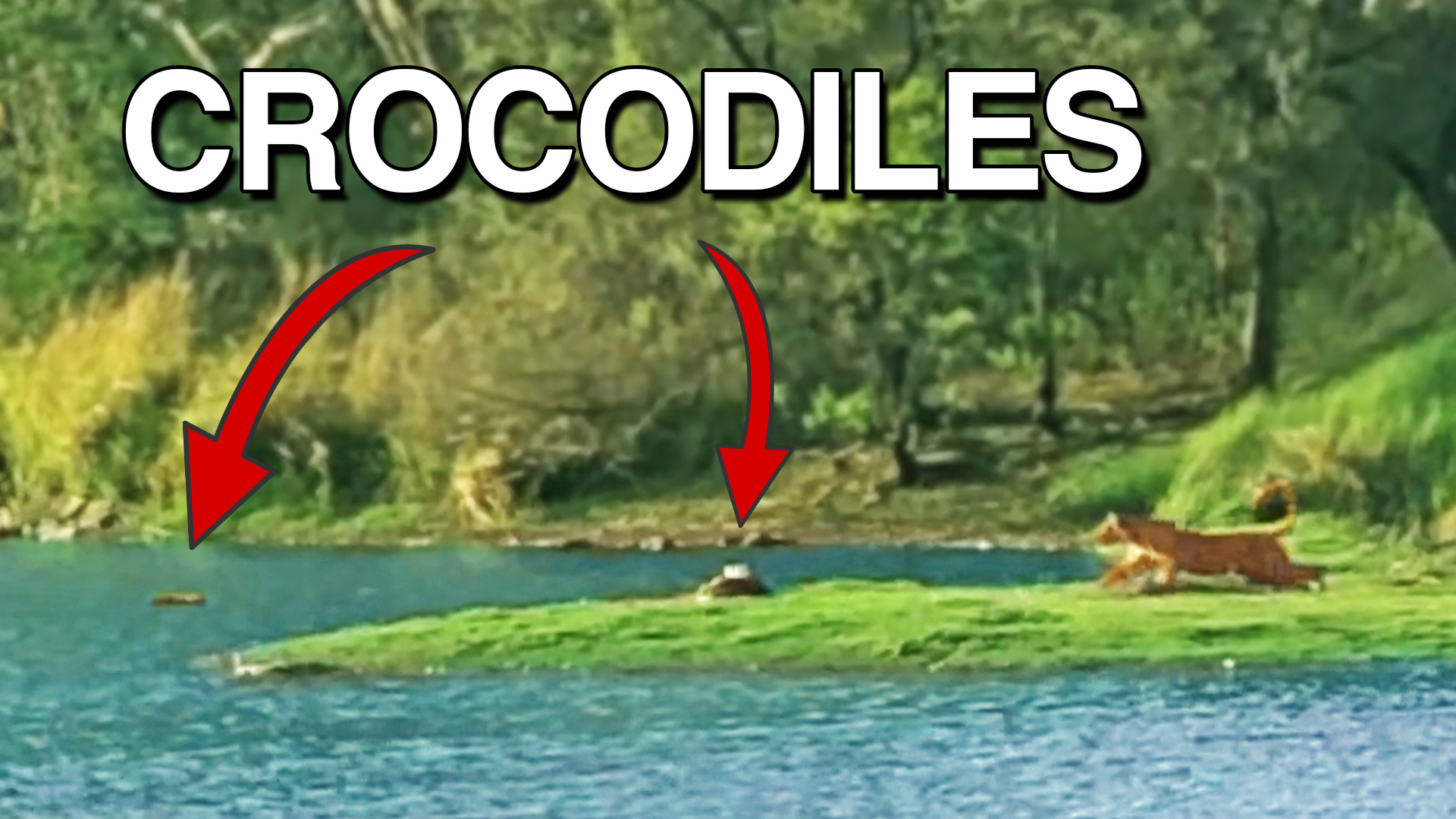 Tiger Hunts Crocodile but gets Attacked Instead