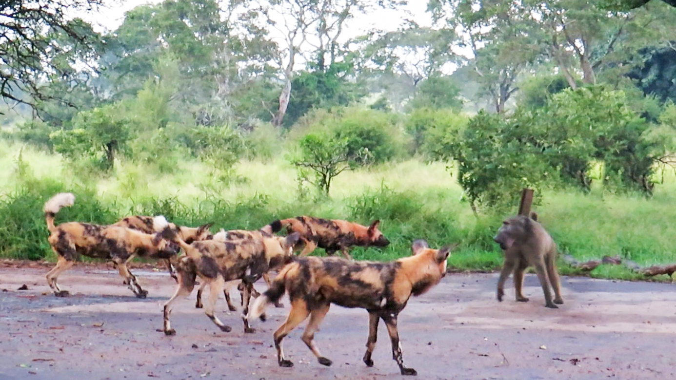 Single Baboon Stuck Between 20 Wild Dogs