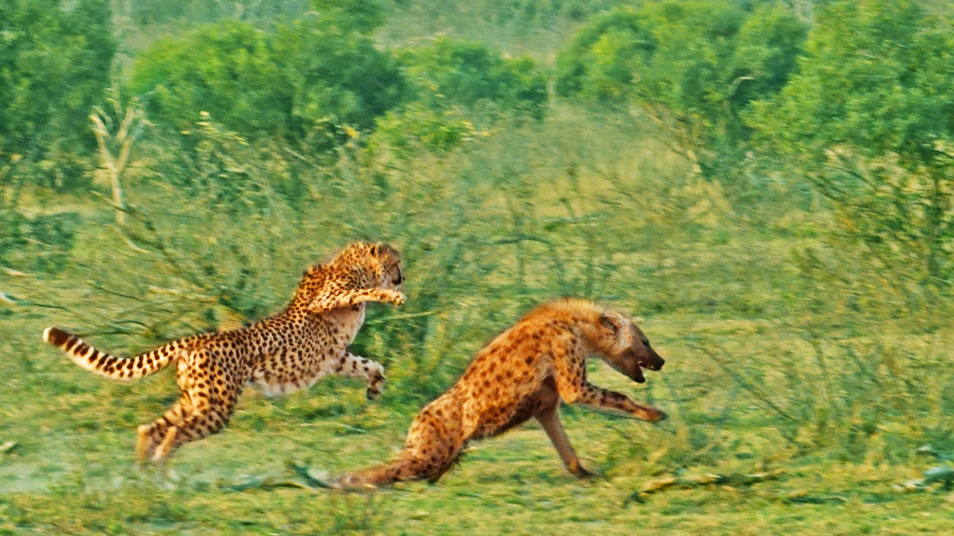 Hyena Runs For its Life From Cheetah