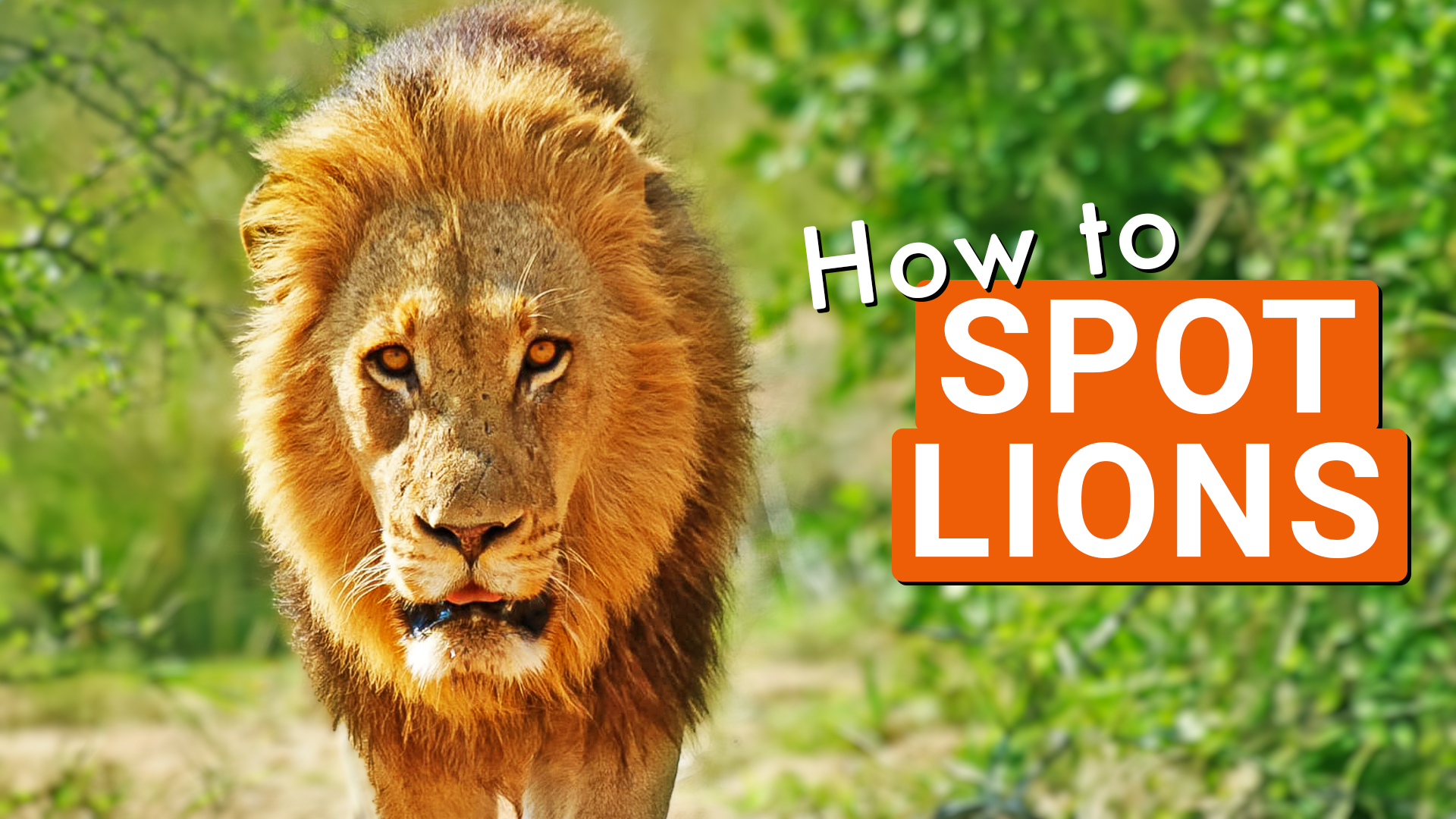 Top 5 Tips to Spot Lions in the Kruger National Park