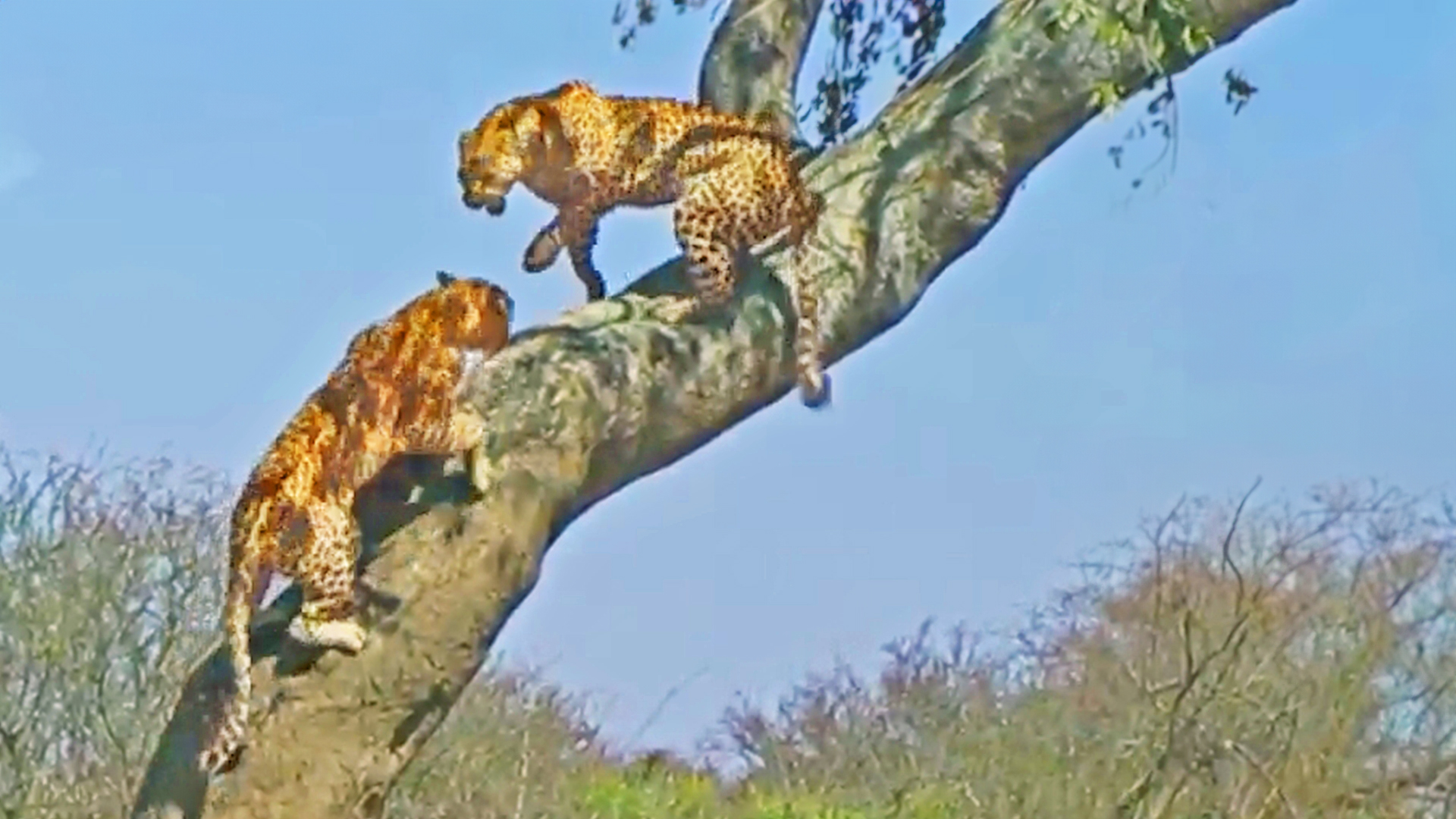 Flying Leopards Bring in End-of-Year Bonus