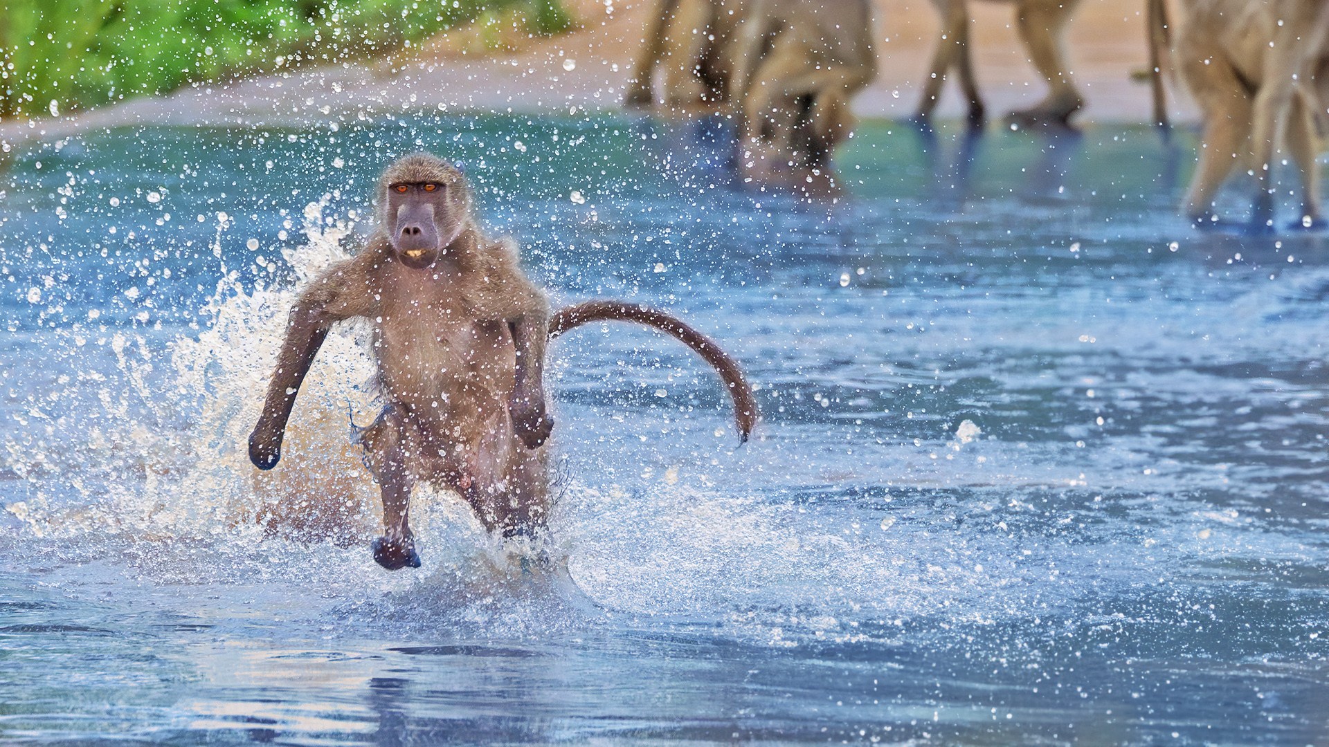 Baboons Hilariously Brave River Crossing